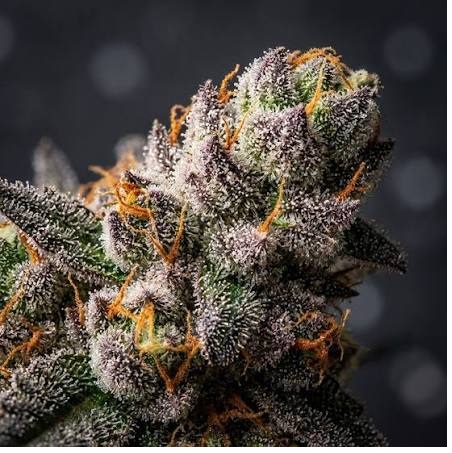 BC BUD